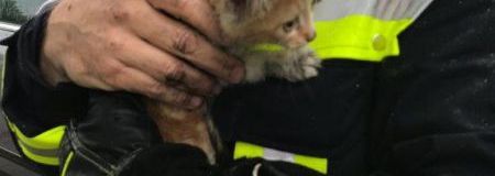Tierrettung im Stadtgebiet